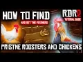 HOW TO FIND PRISTINE ROOSTERS AND CHICKENS IN RED DEAD REDEMPTION 2 GUIDE TUTORIAL