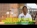 Download Lagu Prio Excellent Vlog#20 Ternyata Begini Cara Merawat Murai Batu Ohara Andalan Prio Excellent