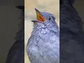 Download Lagu Hewan lucu bikin ketawa ngakak | burung bernyanyi indah #hewanlucu #burung #viral #hewanviral