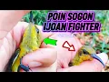 Lagu POIN SOGON IJOAN FIGHTER ‼️cara pikat sogon susah hinggap di pulutnya