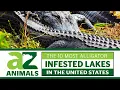 Discover The 10 Most Alligator Infested Lakes in the United States