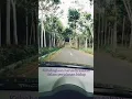 Download Lagu K_005 # Story wa jalan jalan #shaggy dog
