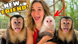 My Monkeys Meet Their New Friend!
