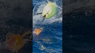 We Hooked a GIANT Bull Mahi… Then Lost It 😱🎣 #boatlife #familyadventure #fishing