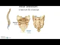 APHYS 34A Chapter 8 Skeletal System Axial and Appendicular Skeleton Part 3