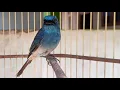 Download Lagu Burung Selendang Biru Gacor \u0026 terapi air Ampuh Untuk Pancing Bunyi