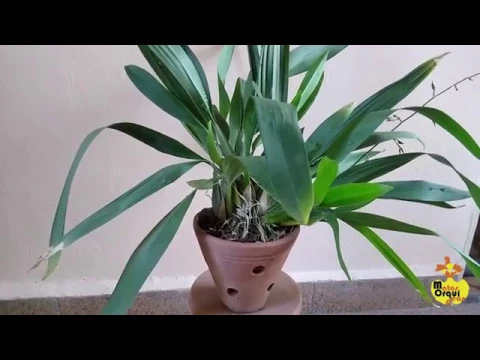 CULTIVO DA ORQUÍDEA CHOCOLATE (ONCIDIUM SHARRY BABY)