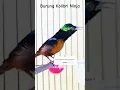 Download Lagu Apa makanan burung kolibri ninja? #kolibrininja #sunbird #koningacor