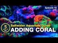Top LPS and soft corals that make a tank POP Adding simple beginner corals