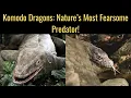 How Can We PROTECT Komodo Dragons From EXTINCTION Now