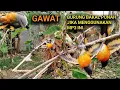 Download Lagu SUARA PIKAT BURUNG MANTENAN KECIL/KUNIRAN KECIL/SEPAH KECIL PALING AMPUH CEPAT TURUN