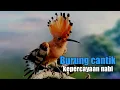 Download Lagu Burung kesayangan nabi yang masih hidup sampai saat ini
