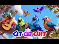 Cit Cit Cuit - Lagu Anak Indonesia Populer - nursery rhyme Indonesia - TK PAUD