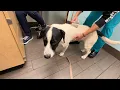 Homeless Dog Goes to Banfield Pet Hospital For Full Physical