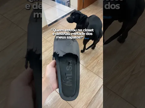 Peripécias do Will Pitbull 🤣 Jingle do Osmarzinho 🎶 #cachorro #cachorros #pitbull #pitbulls