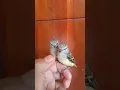 Download Lagu Suara Anakan Burung Mantenan  Kecil
