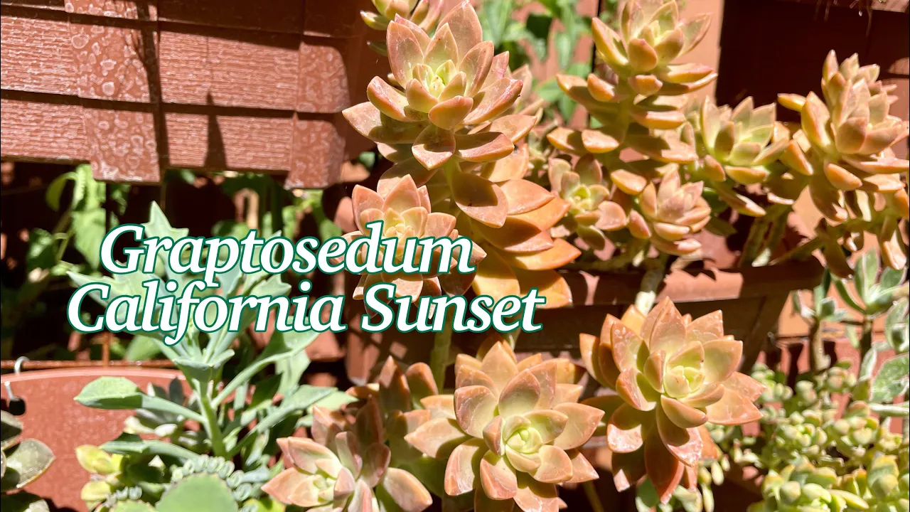 Graptosedum California Sunset Propagation Graptosedum California Sunset Propagation