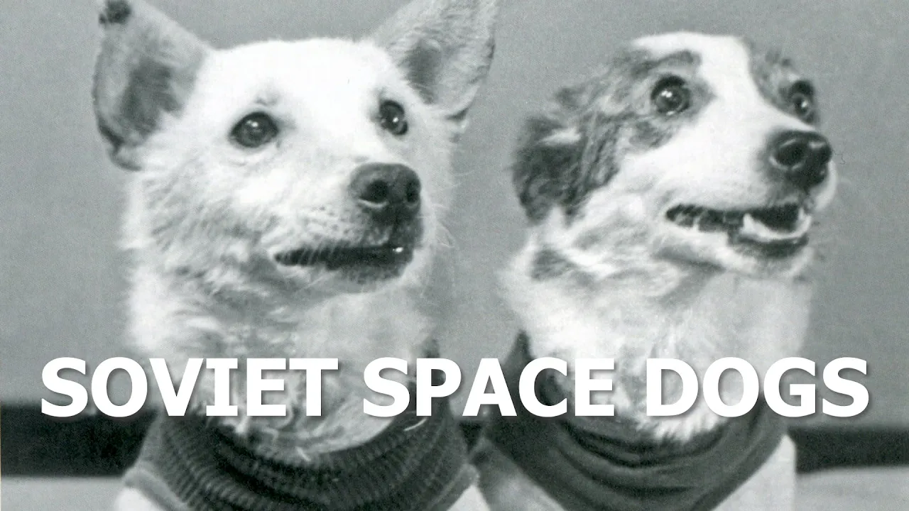 Belka and Strelka  the Soviet space dogs