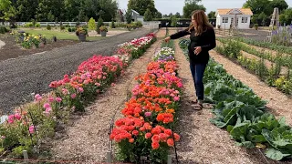 Download How I Grow Ranunculus (+ Schedule of Planting Dates)! 🌸🙌💚 // Garden Answer MP3