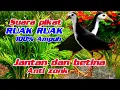 Download Lagu SUARA RUAK - RUAK || JANTAN DAN BETINA  //BIRDTRAP