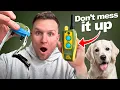 E Collar Training Steps For Beginners