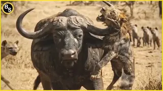 The Most Dangerous Animal for Predators and Humans