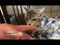 Good Homes Needed July 30 2026