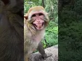 Download Lagu Cute monkey dance funny monkeys videos #short #animals #monkey compilation  13
