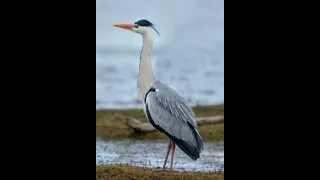 صوت الزركي MB3 