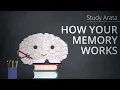 This is how your memory works encoding storage and retrieval Study Arata 19