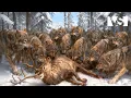 Lagu GUERRE EXTRΓME CANADA | Survie Sauvage dans le Royaume du Froid β Documentaire Animalier