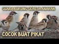 Download Lagu SUARA BURUNG GEREJA ANAKAN  cocok buat pikat
