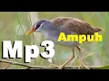 Download Lagu Suara burung tikusan | Tiếng Chim Mắt Xéo | porzana cinerea |  bird sound