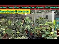 Download Lagu WAH TRAH-TRAH JAWARA PLANT ISTIMEWAH ⁉️ MULAI HARGA 50 RIBUAN AJA