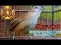 Download Lagu guru vokal maestronya masteran burung lomba khas pelanduk semak. #birds