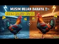 ☔🔥 WASPADA MUSIM HUJAN! Begini Cara Bikin Ayam Tetap SEHAT \u0026 Tahan Penyakit!