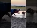 Hyena Mocks the Stinky Hippo — Hippo Strikes Back and Roars #Hippo #Hyena #Wildlife