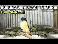 Lagu FUL STOK...,‼️‼️ BURUNG VIRAL MASUK LAGI‼️‼️