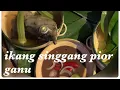 Download Lagu SINGGANG IKANG TONGKOL PIOR TRANUNG KITE