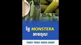 ប្រុងប្រយ័ត្ន! ផ្លែ Monstera អាចពុល ប្រសិនបើទទួលទានមិនត្រូវពេល និងមិនស្គាល់ប្រភេទច្បាស់