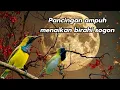 KOMBINASI SUARA SOGON !! buat menaikan birahi