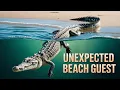 Download Lagu We Found a Giant Crocodile Just Chilling on the Beach!
