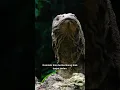 Download Lagu KOMODO BISA HAMIL TANPA JANTAN? 🦎❗ Fakta Gila dari Pulau Komodo #shorts