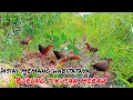 Download Lagu mikat tikusan mata merah di musim semi