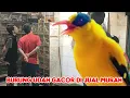 Download Lagu BURUNG UDAH GACOR DI JUAL MURAH 