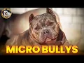 What Is A Microbully Discover The Power Of This Compact Dog Breed