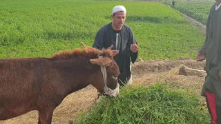 لن تصدق ما وجد جابر في حمار  الحاج مبروك  مفاجأة شئ لايصدق   هتضحك من قلبك دندنها