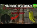 Download Lagu Masteran pleci Nembak Wit wit-cerrrr-Tulit Tulir + nembak kunti‼️mudah Masuk dan Mudah di Tiru