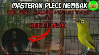 Download Masteran pleci Nembak Wit wit-cerrrr-Tulit Tulir + nembak kunti‼️mudah Masuk dan Mudah di Tiru MP3