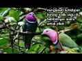 Download Lagu Suara pikat punai ungu/walik ungu/walik kalung/suara burung punai/punai kepala ungu/punai kalung